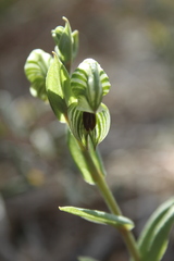 Pterostylis orbiculata