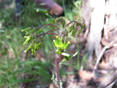 Senecio picridioides