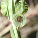 Pterostylis orbiculata - Photo 由 Em Lamond 所上傳的 (c) Em Lamond，保留部份權利CC BY