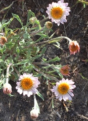 Townsendia florifera