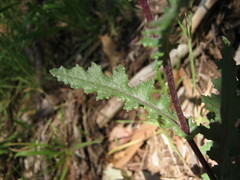 Senecio picridioides