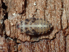 Achilidae