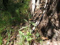 Senecio picridioides