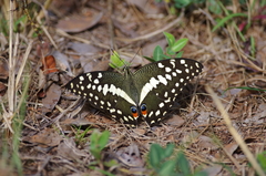 Papilio demodocus demodocus