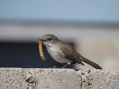 Marico Flycatcher photo 3