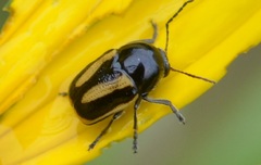 Cryptocephalus vittatus