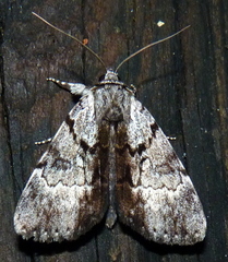 Catocala andromedae