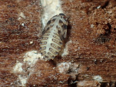 Achilidae