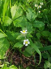Fragaria vesca
