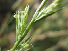 Lolium rigidum