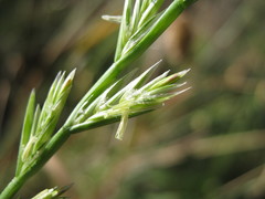 Lolium rigidum