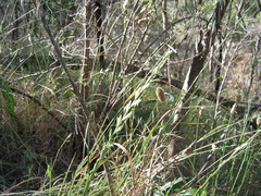 Lolium rigidum