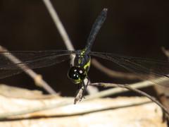 Agrionoptera longitudinalis biserialis