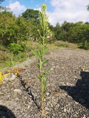 Erysimum virgatum
