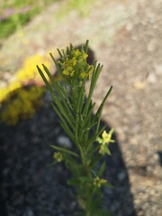 Erysimum virgatum