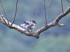 Cyanopica cyanus koreensis
