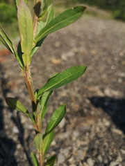 Erysimum virgatum