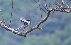 Cyanopica cyanus koreensis