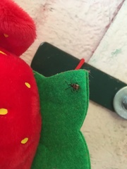 Episinus angulatus