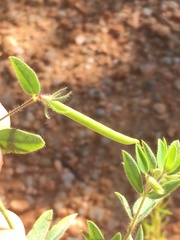 Acmispon americanus