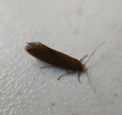 Crassa unitella