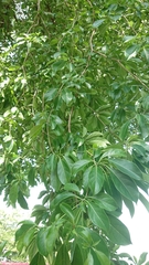Terminalia calamansanai