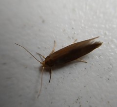 Crassa unitella