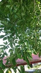 Terminalia calamansanai