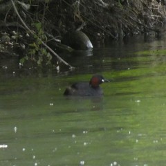 Tachybaptus ruficollis