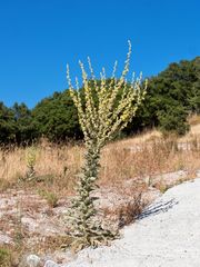 Verbascum mucronatum