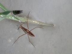 Gerris costae