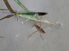 Gerris costae