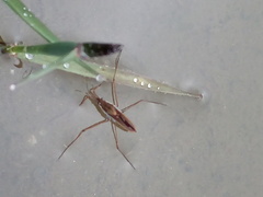 Gerris costae