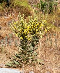 Verbascum mucronatum