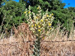 Verbascum mucronatum