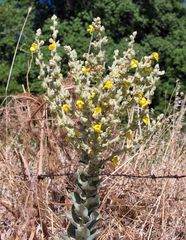 Verbascum mucronatum