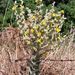 Verbascum mucronatum - Photo (c) Tamsin Carlisle, algunos derechos reservados (CC BY-NC-SA), subido por Tamsin Carlisle