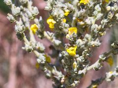 Verbascum mucronatum