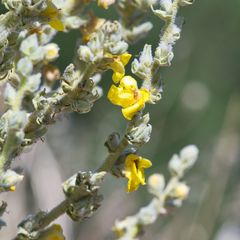 Verbascum mucronatum