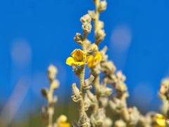 Verbascum mucronatum