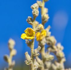 Verbascum mucronatum