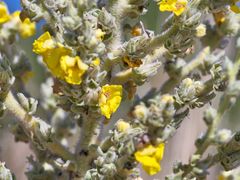 Verbascum mucronatum