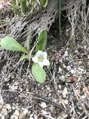 Parnassia palustris