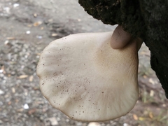 Pleurotus