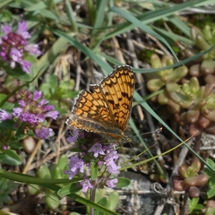 Melitaea phoebe