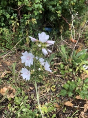 Malva moschata