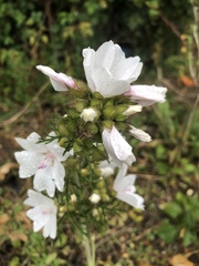 Malva moschata