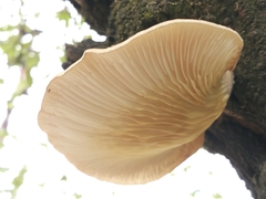 Pleurotus
