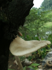 Pleurotus