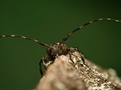 Leiopus linnei